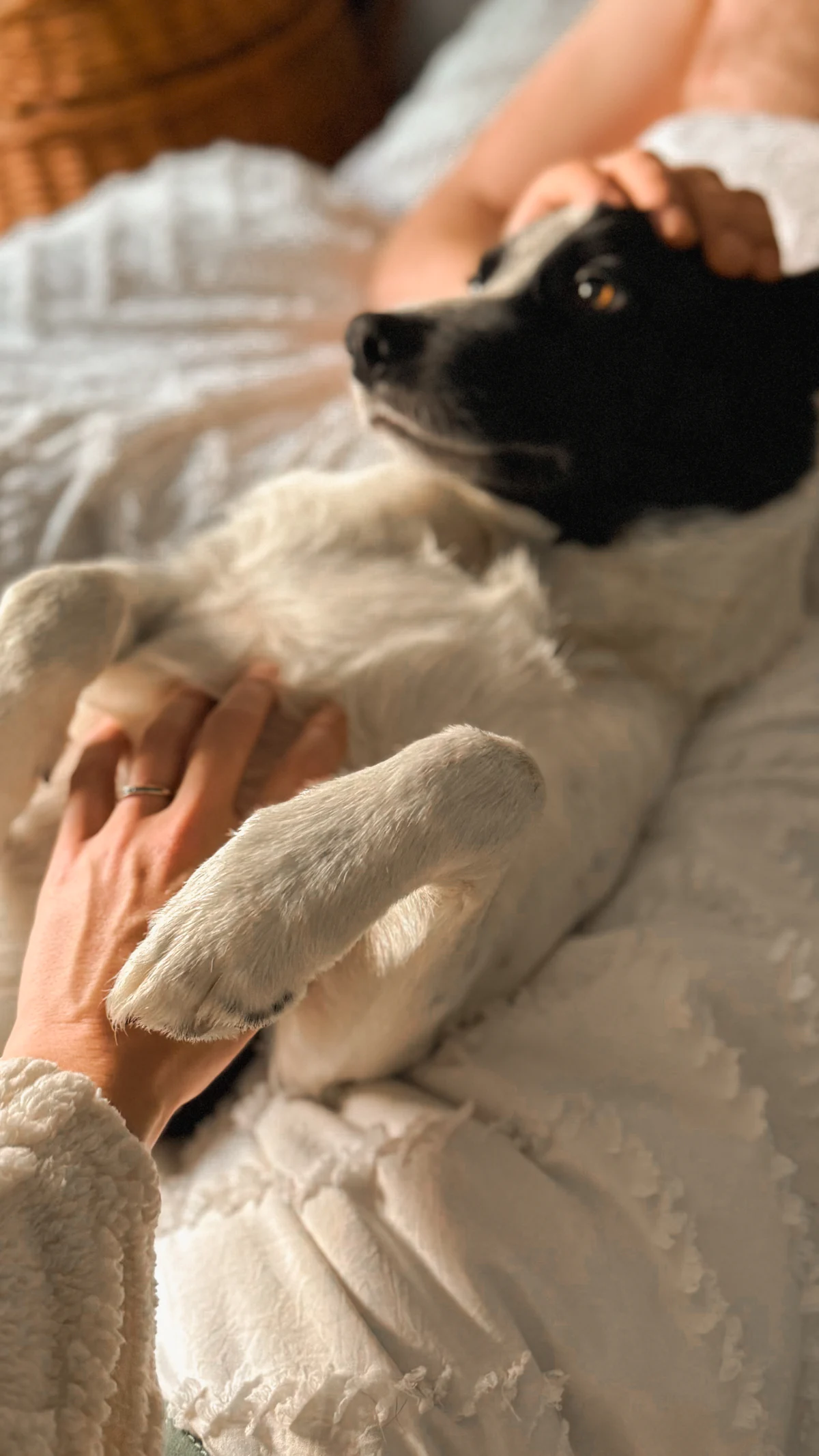 Mão com aliança segurando a pata de um cachorro deitado na cama